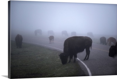 Bison in Field of Mist
