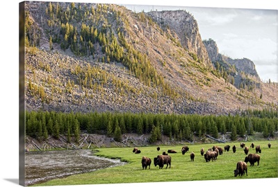 Bison in Meadow