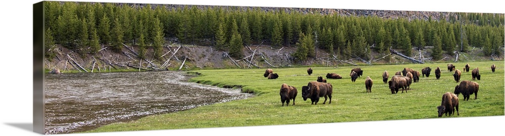 Panoramic photograph of bison in a meadow at Yellowstone National Park.