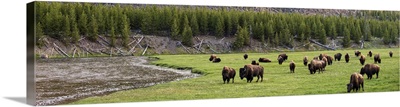 Bison in Meadow - Panoramic