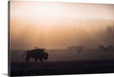 Bison in Mist