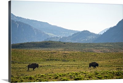 Bison Roaming A Meadow At Yellowstone National Park