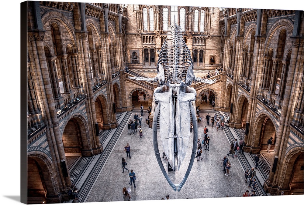 View of a colossal blue whale skeleton in Natural History Museum in London, England.