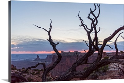 Branches from a dead tree at dusk, Canyonlands National Park, Utah