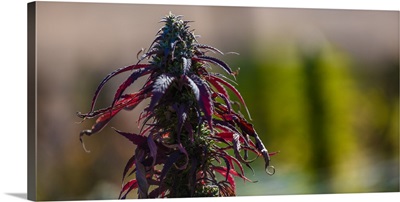 Cannabis bud, outdoors, Colorado