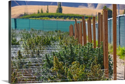 Cannabis growing outdoors in rows, Colorado