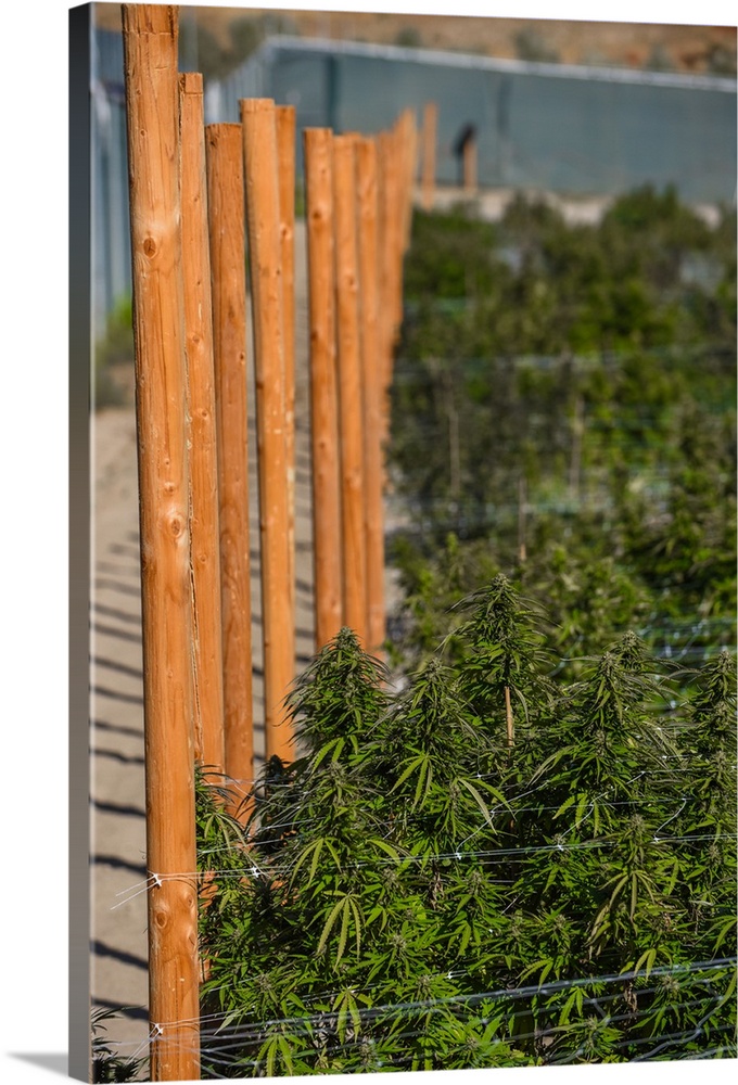 Rows of Cannabis plants staked out and supported by nylon netting in outdoor growing facility in Colorado