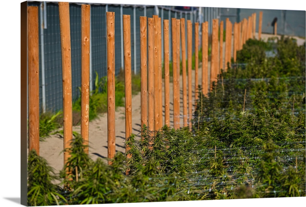 Rows of Cannabis plants staked out and supported by nylon netting in outdoor growing facility in Colorado