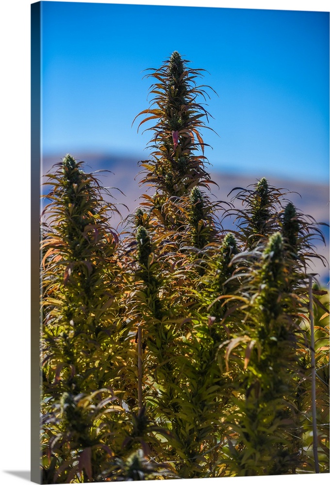 Buds and leaves of Cannabis plant, growing in outdoor cultivation facility, with Colorado mountains in background