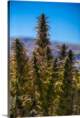 Cannabis plant growing outdoors with mountains in background, Colorado