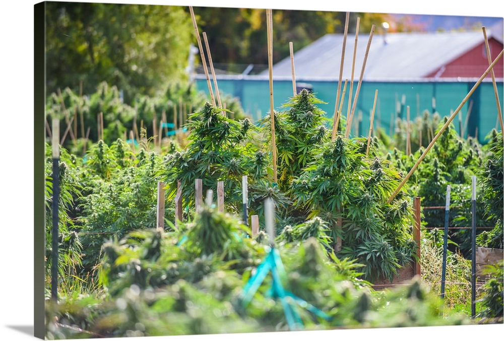 Short depth-of-field shot of tall, staked Cannabis plants growing in outdoor cultivation facility, Colorado