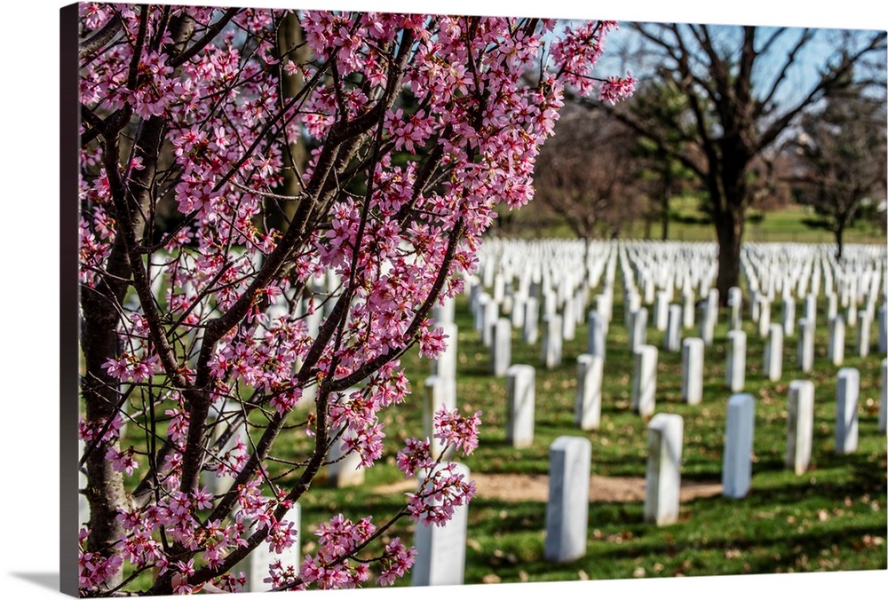 Cherry Blossoms at Arlington National Cemetery
