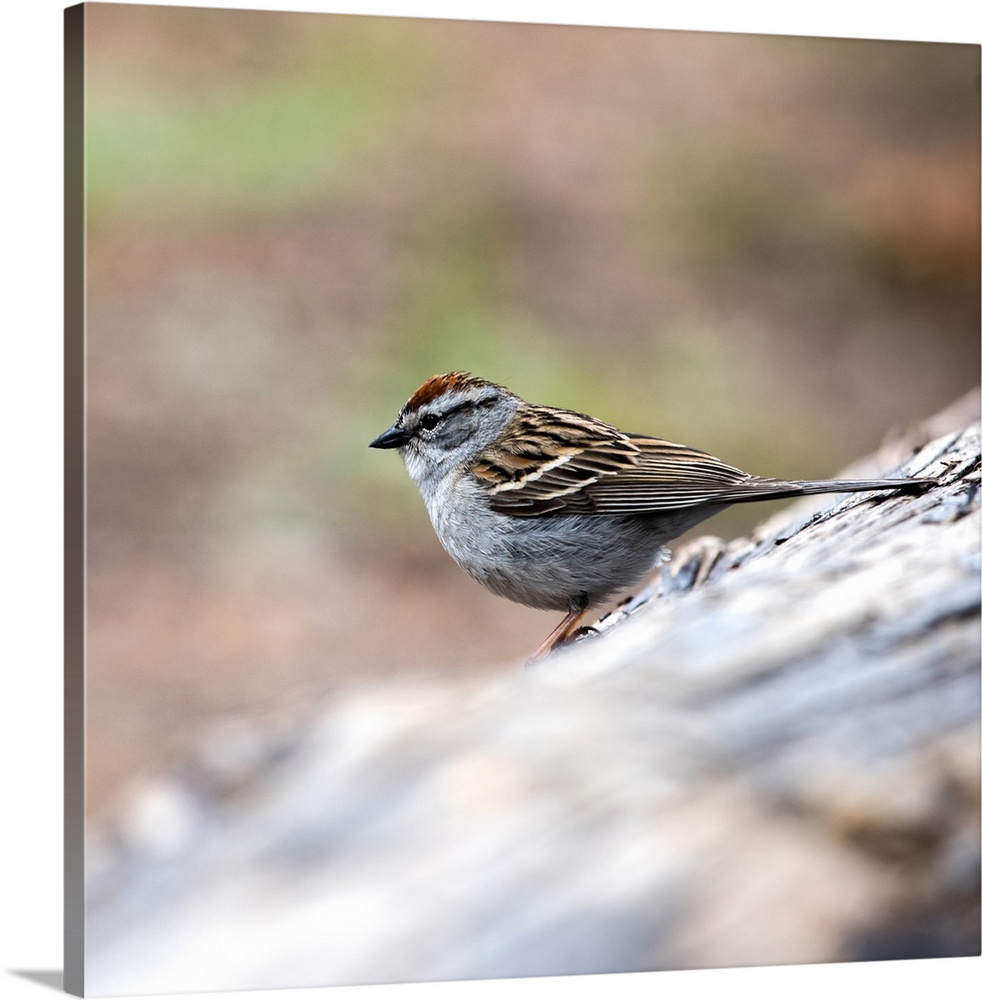 Square photo of a Chipping Sparrow on a branch in Yellowstone National Park.