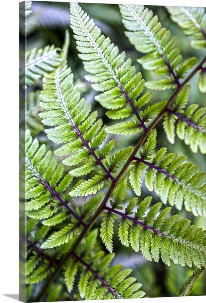 Macro photograph of the fronds of an Athyrium (Lady Fern) in Duke Gardens, Durham, NC.
