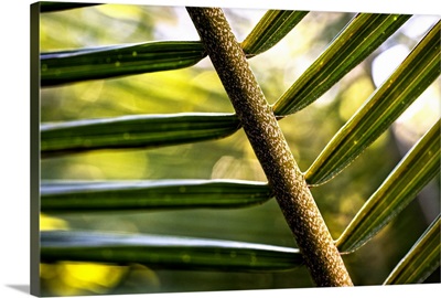 Close up of Palm Leaves