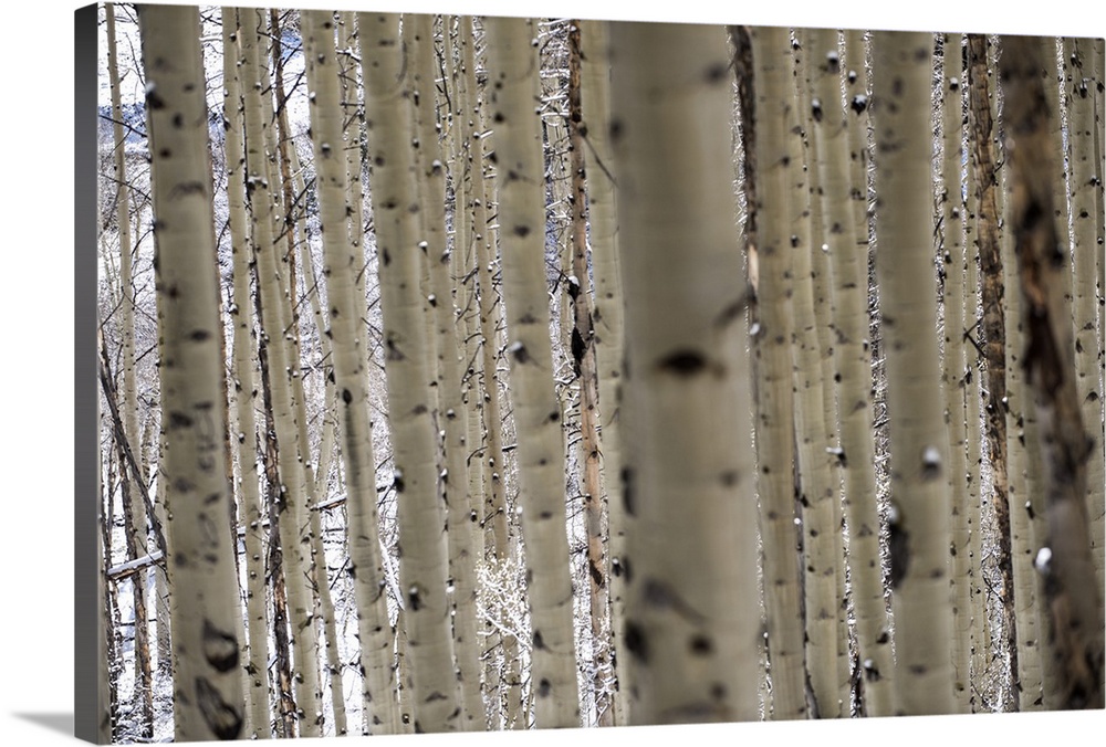 Close up of slender birch trees in the snow in a forest in Aspen, Colorado.