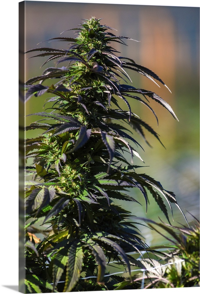 Close up shot of buds and leaves of Cannabis plant, growing in outdoor cultivation facility, Colorado