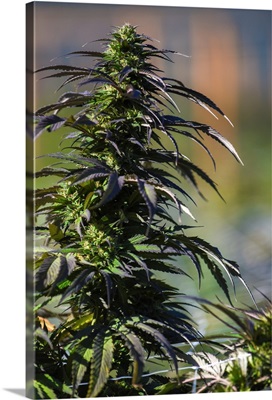 Close up shot of buds and leaves of Cannabis plant, growing outdoors