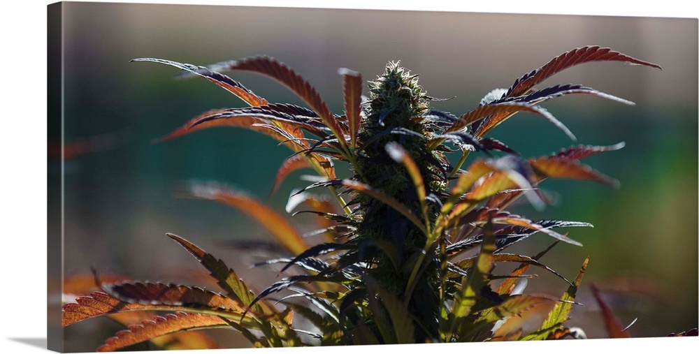 Close up shot of buds and leaves of Cannabis plant, growing in outdoor cultivation facility, Colorado