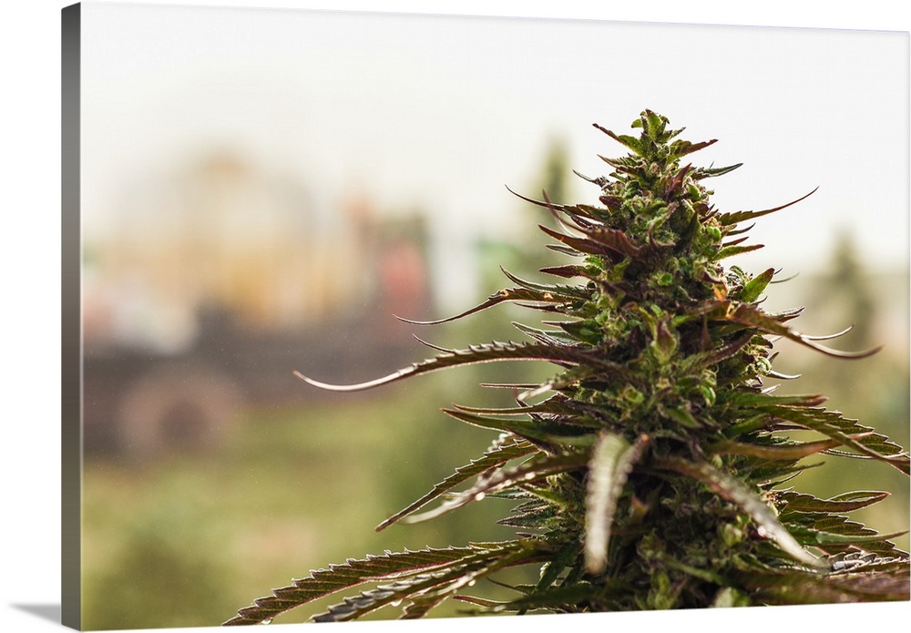 Short depth-of-field shot of Cannabis plants growing in outdoor cultivation facility, Colorado