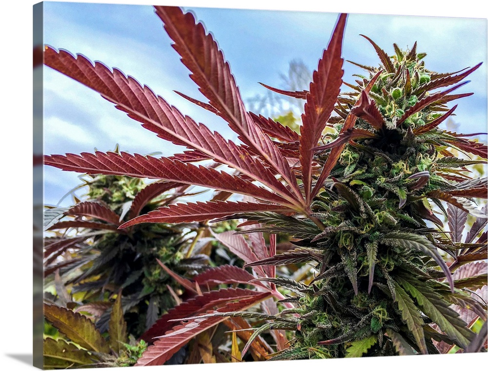 Negative effects of feminized plant weed