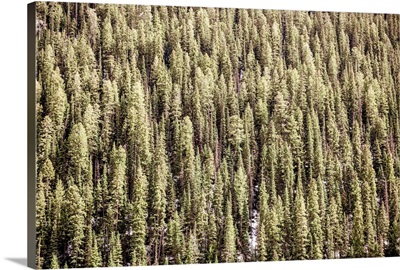 Colorado Forest