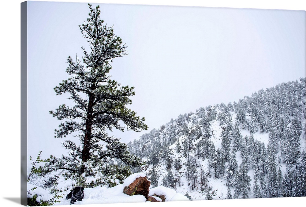Snowy forest landscape surrounds a lone tree upon a hill accompanied by a dog.