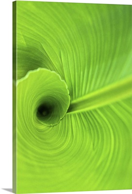 Curled Leaves of a Canna Lily