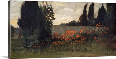 Cypress and Poppies
