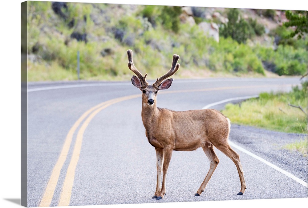 A deer crossing the road in Capitol Reef National Park, Utah.