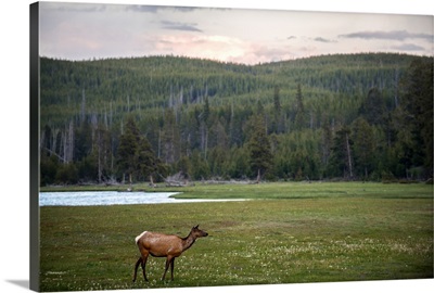 Deer In A Meadow At Yellowstone National Park