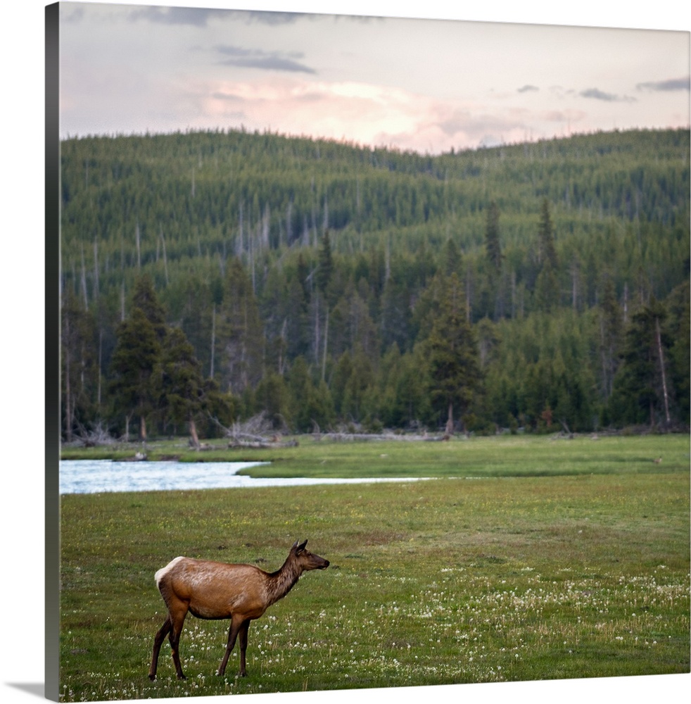 Square view of a deer in a meadow at Yellowstone National Park.
