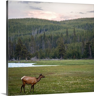 Deer In A Meadow At Yellowstone National Park