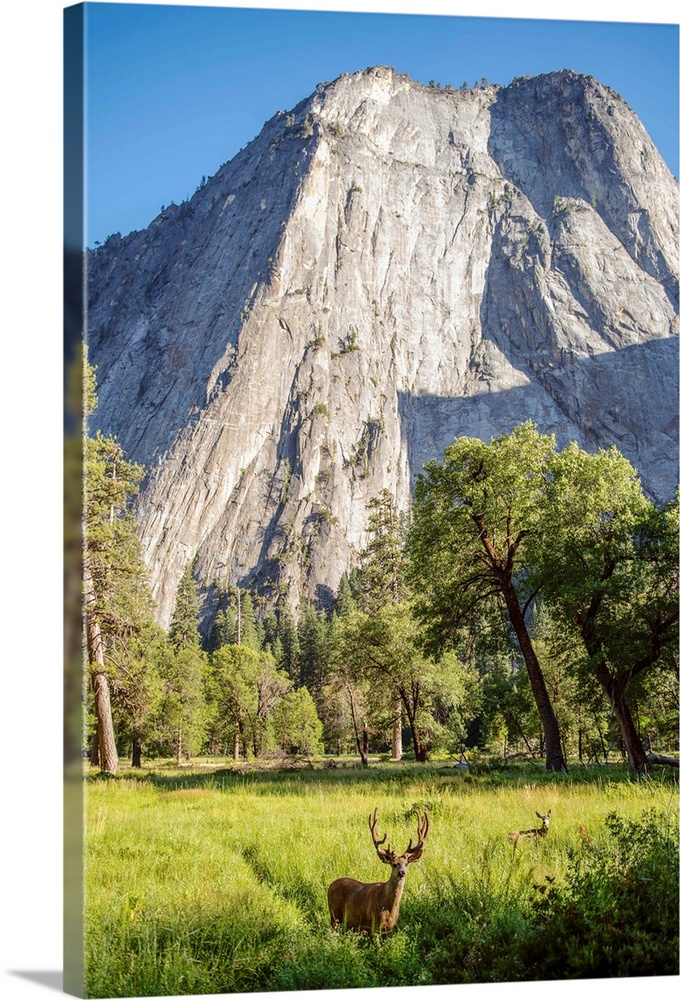Deer grazing in grass under Middle Cathedral Rock in Yosemite National Park, California.