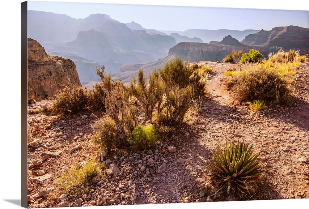 Desert vegetation in Grand Canyon National Park, Arizona.