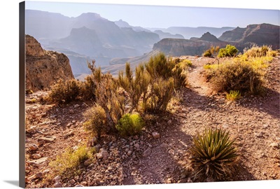 Desert Vegetation In Grand Canyon National Park, Arizona