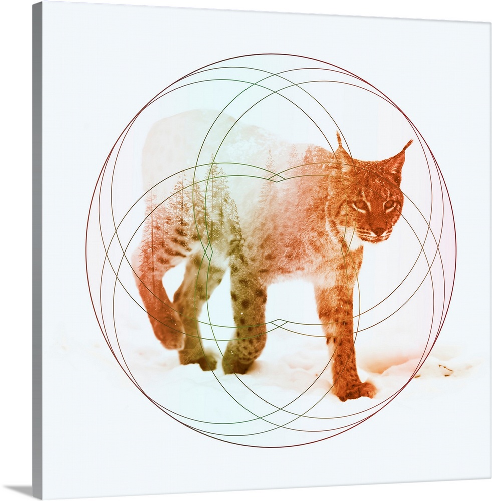 Double exposure artwork of a lynx and a forest with circular shapes.