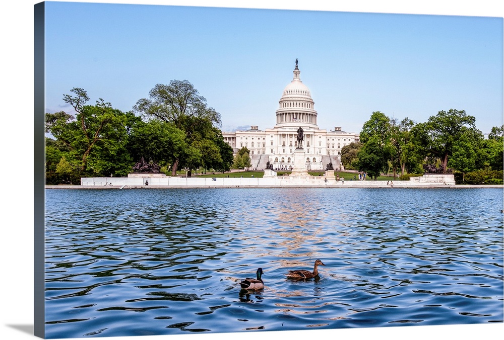 Ducks In Capitol Reflecting Pool in front of US Capitol Building, Washington DC.