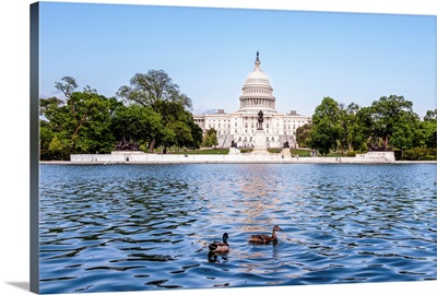 Ducks In Capitol Reflecting Pool, US Capitol Building, Washington DC