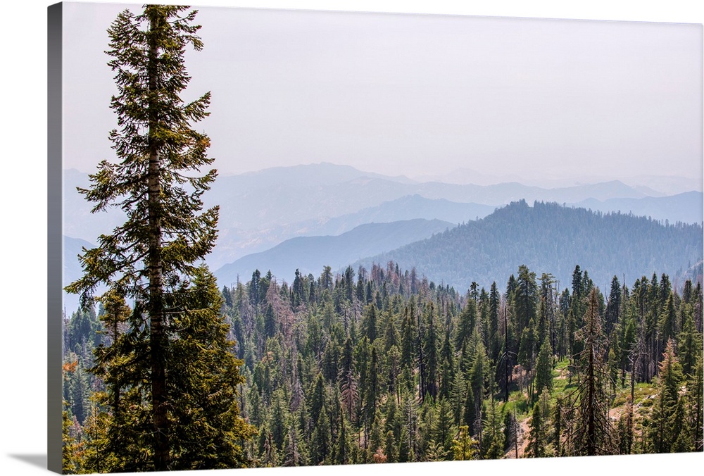 Elevated view of Sequoia National Park Wilderness in California.