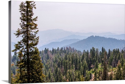 Elevated View Of Sequoia National Park Wilderness, California