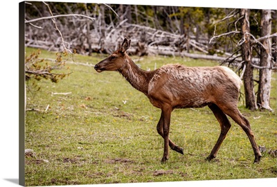 Elk Roams In Grand Teton National Park, Wyoming