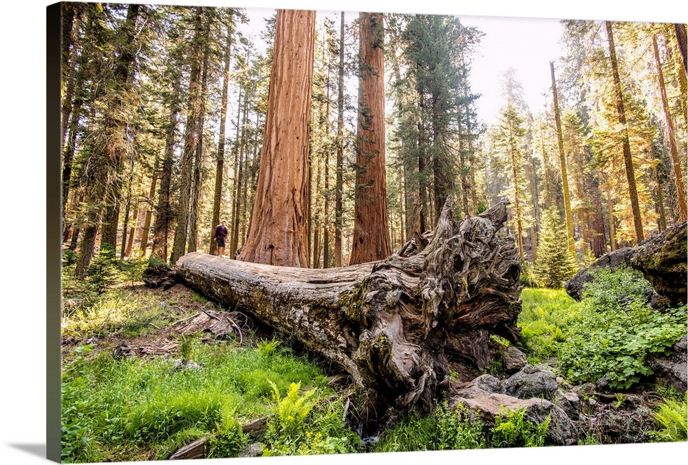 View of a fallen Sequoia tree in Sequoia National Park, California.