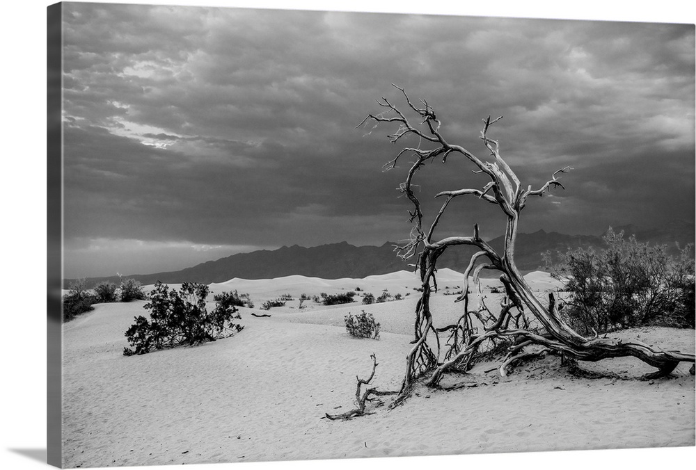 A fallen tree lies within the sands of Death Valley in California. Death Valley is considered one of the hottest places on...