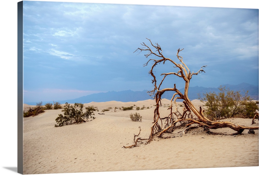 A crooked fallen Mesquite tree lies within the dunes of Mesquite Flat Sand Dunes of Death Valley, California.