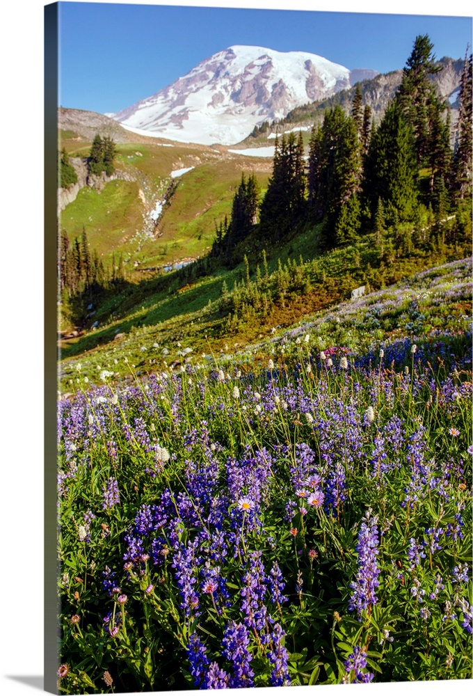Mount Rainer's renowned wildflowers bloom for a limited amount of time every year.