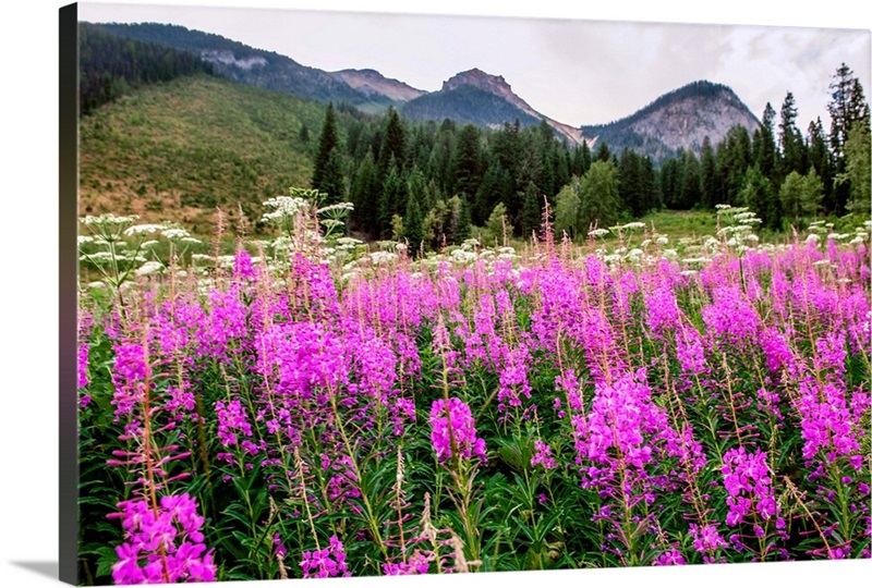 Field of Fireweed Flowers In Yoho National Park, British Columbia, Canada Great Big Canvas