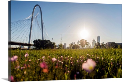 Field Of Flowers Near Margaret Hunt Hill Bridge, Dallas, Texas