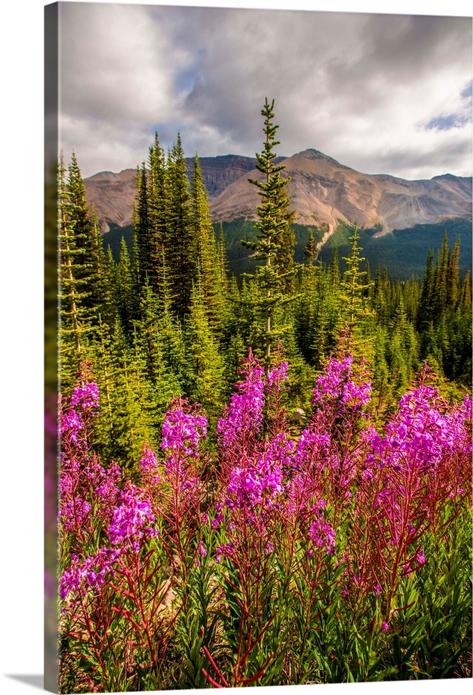 Bright Fireweed flowers in Banff National Park, Alberta, Canada.