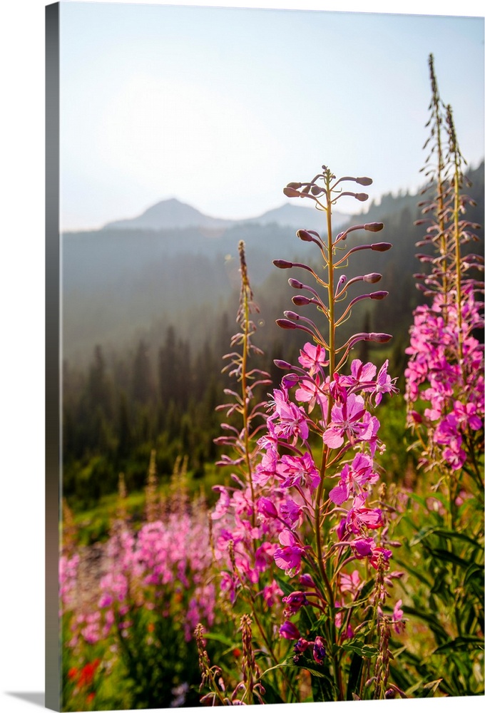 View of tall stalks of Fireweed (Chamaenerion) in the wilderness of Mount Rainier National Park, Washington.